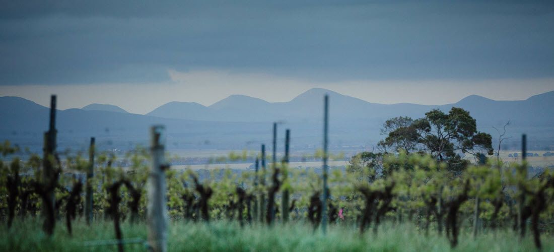 Castle Rock Estate vineyards